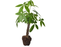 道教法事：这5种化解庭院煞气的植物，看完赶紧布置起来