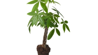 道教法事：这5种化解庭院煞气的植物，看完赶紧布置起来