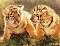 财库财运：怎么看八字里的财星财库？