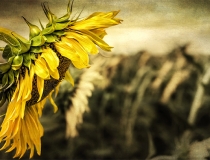 超度法事：往生咒全文帮助去世的人解脱