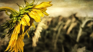 超度法事：往生咒全文帮助去世的人解脱