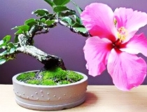 旺姻缘：风水催桃花的五个细节