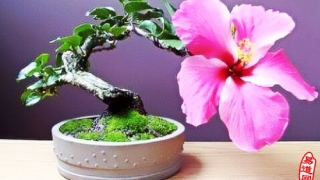 旺姻缘：风水催桃花的五个细节