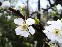 旺姻缘：关于招桃花的唯美句子