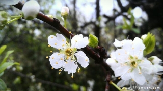 旺姻缘：关于招桃花的唯美句子
