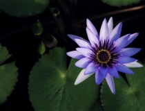 民俗文化：老人久病不愈怎样查死亡时间 自己看不准