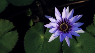 民俗文化：老人久病不愈怎样查死亡时间 自己看不准