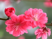 旺姻缘：桃花煞代表什么意思 桃花煞是什么