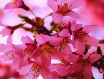 旺姻缘：如何在家居风水中催旺婚姻桃花