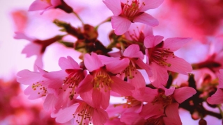 旺姻缘：如何在家居风水中催旺婚姻桃花