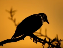 民俗文化：事业线受阻的手相 你是哪一种情况