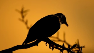 民俗文化：事业线受阻的手相 你是哪一种情况