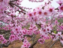 斩烂桃花：烂桃花太多怎么办 斩烂桃花六字咒