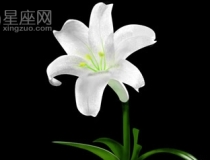 旺姻缘：这些风水植物可帮你招桃花