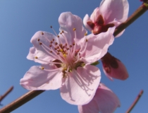 斩烂桃花：怎样才能遇到烂桃花的反义词的人呢