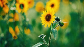 超度法事：色鬼投胎超度亡灵法事，很简单的超度方法