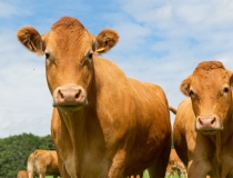 化太岁：2022年属牛化太岁，属牛的人需要及时化太岁