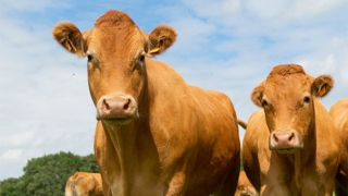 化太岁：2022年属牛化太岁，属牛的人需要及时化太岁