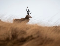 超度法事：7月半渡亡的意义,哪些人需要渡亡
