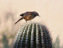 道教法事：关于道教符咒口诀解析