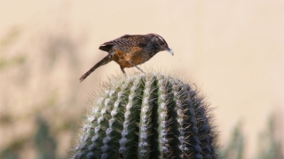 道教法事：关于道教符咒口诀解析