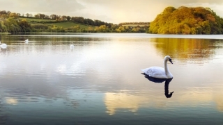 超度法事：灵婴复仇事件,有婴灵纠缠需要赶紧化解亡灵