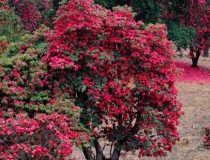 民俗文化：做不到这些事业必定受阻,四大影响事业发展的因素,你占了几个