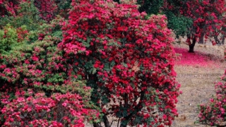 民俗文化：做不到这些事业必定受阻,四大影响事业发展的因素,你占了几个