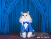 旺姻缘：养猫还能招桃花？