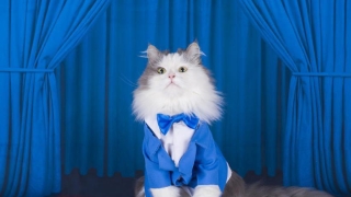 旺姻缘：养猫还能招桃花？