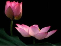 婴灵超度：我堕胎后惨痛的报应，一定不要犯下这种错误