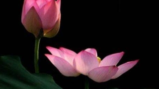 婴灵超度：我堕胎后惨痛的报应，一定不要犯下这种错误