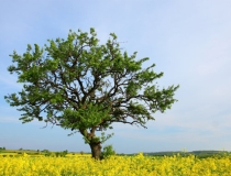 婴灵超度：婴灵超度在哪里进行比较好，有堕胎经历的一定