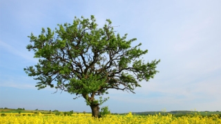 婴灵超度：婴灵超度在哪里进行比较好，有堕胎经历的一定