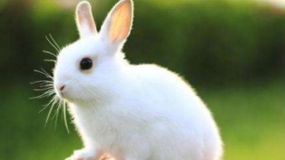 道教法事：生肖属兔事业受阻怎样化解 抓准时机轻松破解