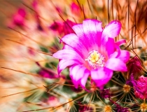 还受生债：大师给你讲讲还阴债副作用都有哪些