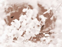 旺姻缘：最能帮助我们招桃花运的植物有哪些