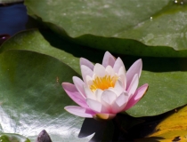 婴灵超度：哪里可以超度婴灵，教你如何快速有效超度婴灵