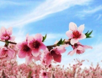 旺姻缘：招桃花运的方法哪些最灵验