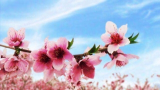 旺姻缘：招桃花运的方法哪些最灵验