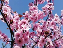 斩烂桃花：风水斩桃花