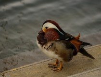 旺姻缘：想要一段姻缘 你可以佩戴这些招桃花运东西