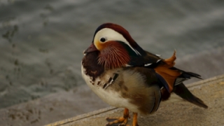 旺姻缘：想要一段姻缘 你可以佩戴这些招桃花运东西