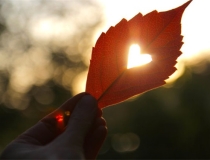 旺姻缘：屋子里放什么招桃花运？只需用到它,很多人都不知道