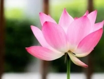 婴灵超度：试管婴儿堕胎婴灵,试管婴儿移植后该注意些什么