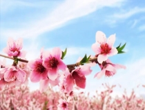 旺姻缘：哪些风水植物可以招桃花