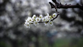超度法事：清明祭祖，超度先人：看道教超度的五大法宝