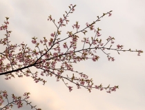 旺姻缘：招桃花方法使用禁忌，触犯了会导致无效