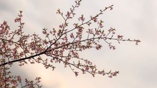 旺姻缘：招桃花方法使用禁忌，触犯了会导致无效