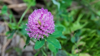 道教法事：有一种久病不愈 需要道长来帮你化解